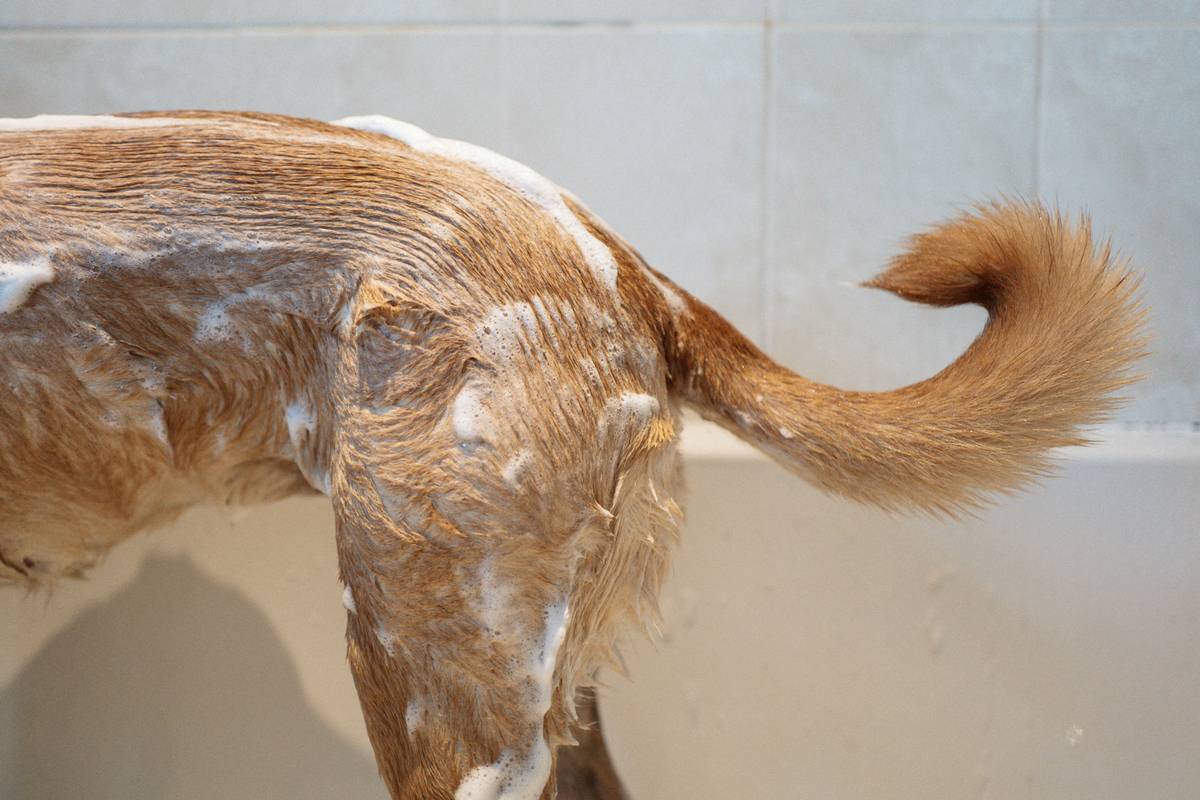Close-up of dog owner using pH test strips on shampoo bottle with label showing pH Level Testing result