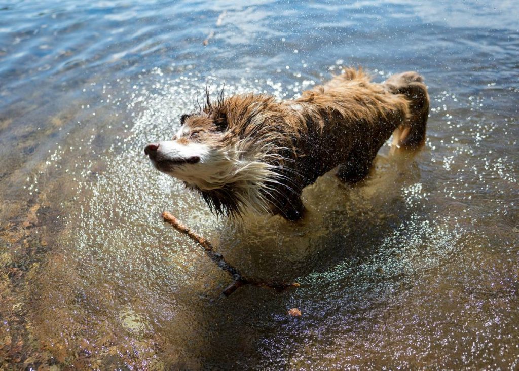 Flea Solution Wash: 7 Proven Tips to Avoid Painful Pet Grooming Mistakes