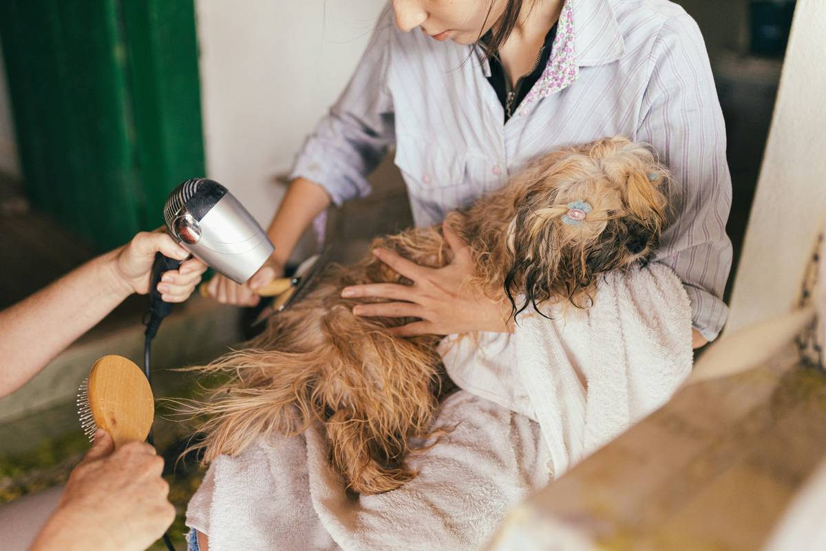 Golden retriever being gently bathed with flea care wash in outdoor tub