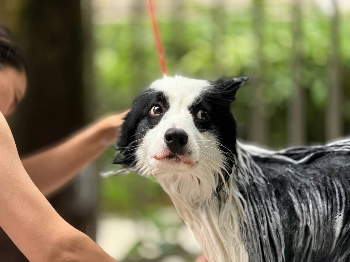 Dog being gently bathed with flea guard cleanser to soothe irritated skin