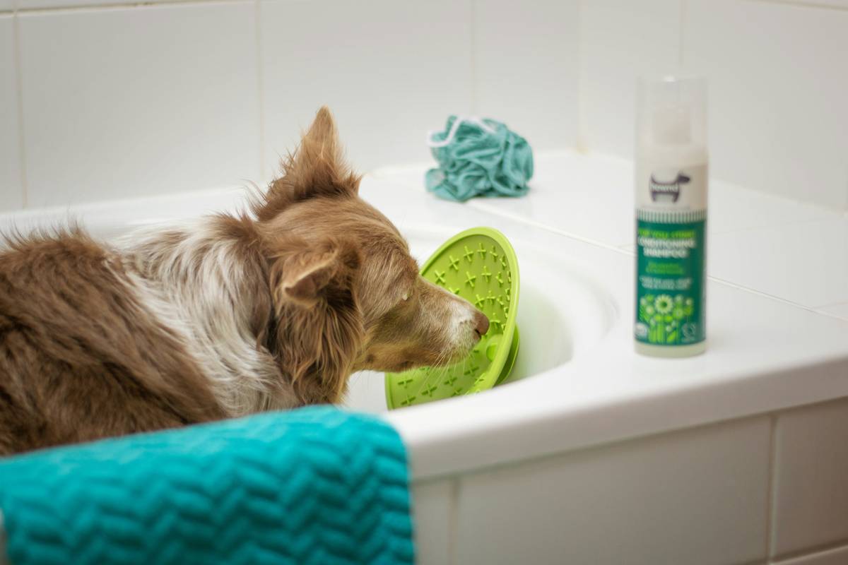 pH Level Testing: 7 Proven Tips to Avoid Costly Mistakes with Dog Shampoos