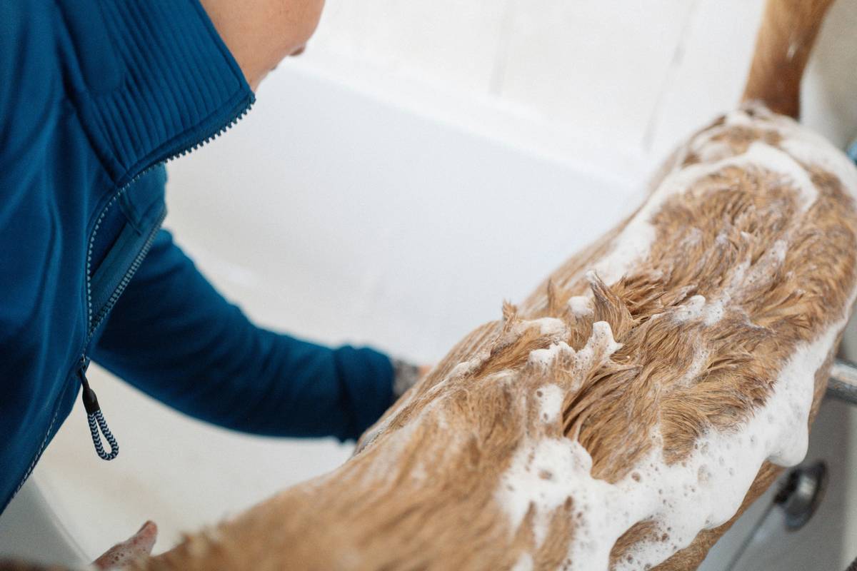 Dog being bathed with flea solution wash to relieve itching and remove parasites