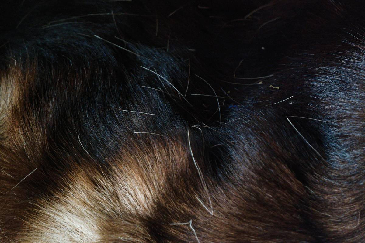 Flea Killing Shampoo for Dogs: 7 Proven Ways to Avoid a Painful Infestation