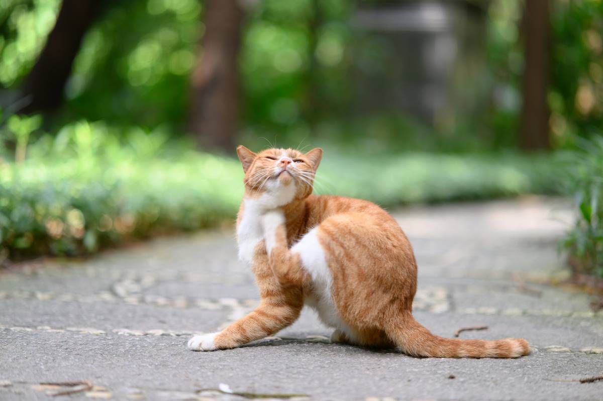 Flea Removal Shampoo for Dogs: 7 Proven Tips to Avoid Painful Infestations