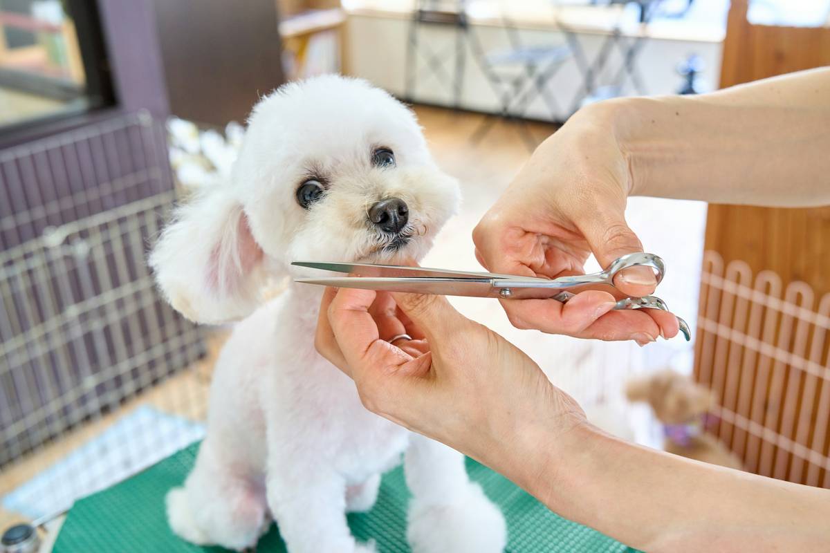 pH-Neutral Bath: 7 Proven Tips to Avoid Costly Mistakes for Your Dog’s Skin