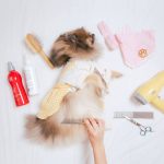 Balanced Formula Shampoo Autumn 2023 Special: 7 Proven Ways to Avoid Painful Grooming Mistakes