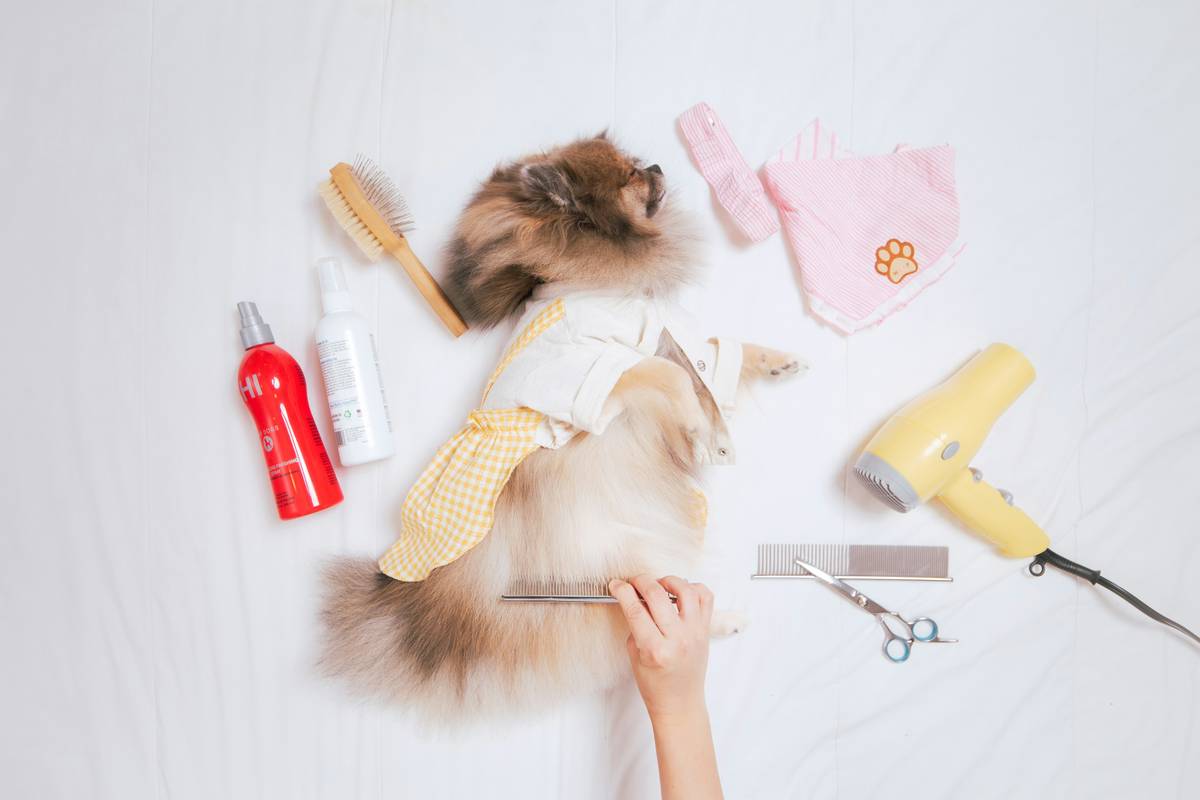 Balanced Formula Shampoo Autumn 2023 Special: 7 Proven Ways to Avoid Painful Grooming Mistakes