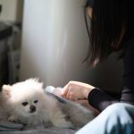 Dog Shampoo for Black Coats: 7 Proven Tips to Avoid Dullness and Staining