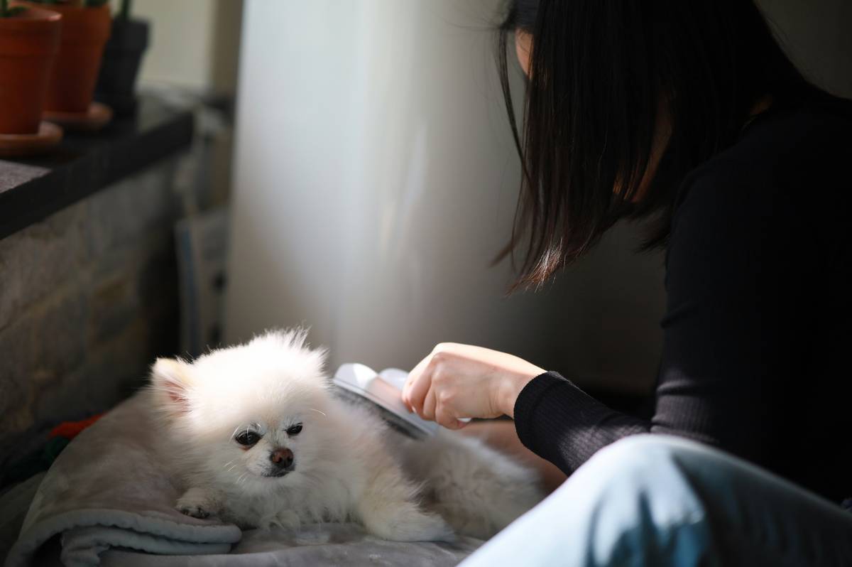Dog Shampoo for Black Coats: 7 Proven Tips to Avoid Dullness and Staining
