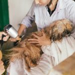 Flea Shampoo for Puppies: 7 Proven Tips to Avoid Itchy, Stressful Baths