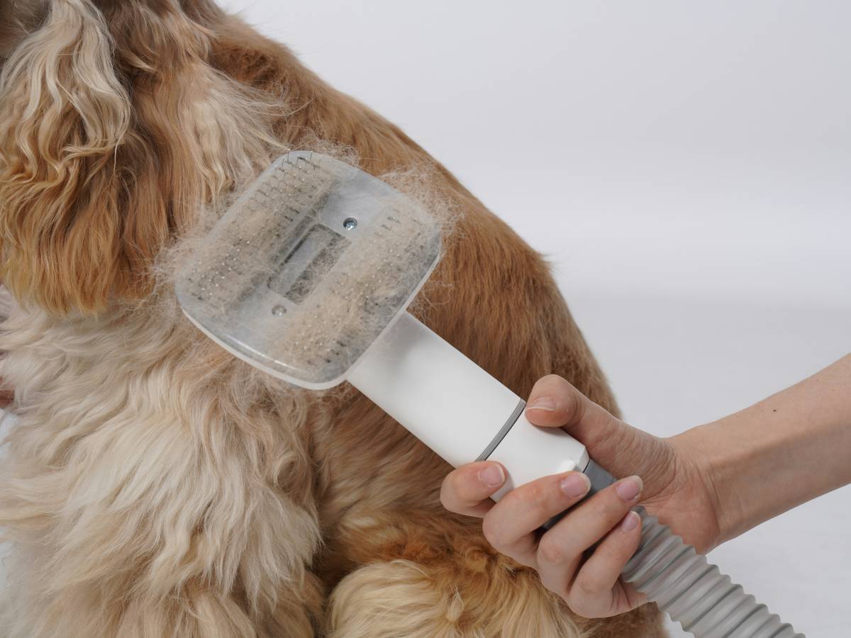 flea shampoo for puppies being poured into a small dog bathtub with gentle water stream, showing dilution and low-suds action